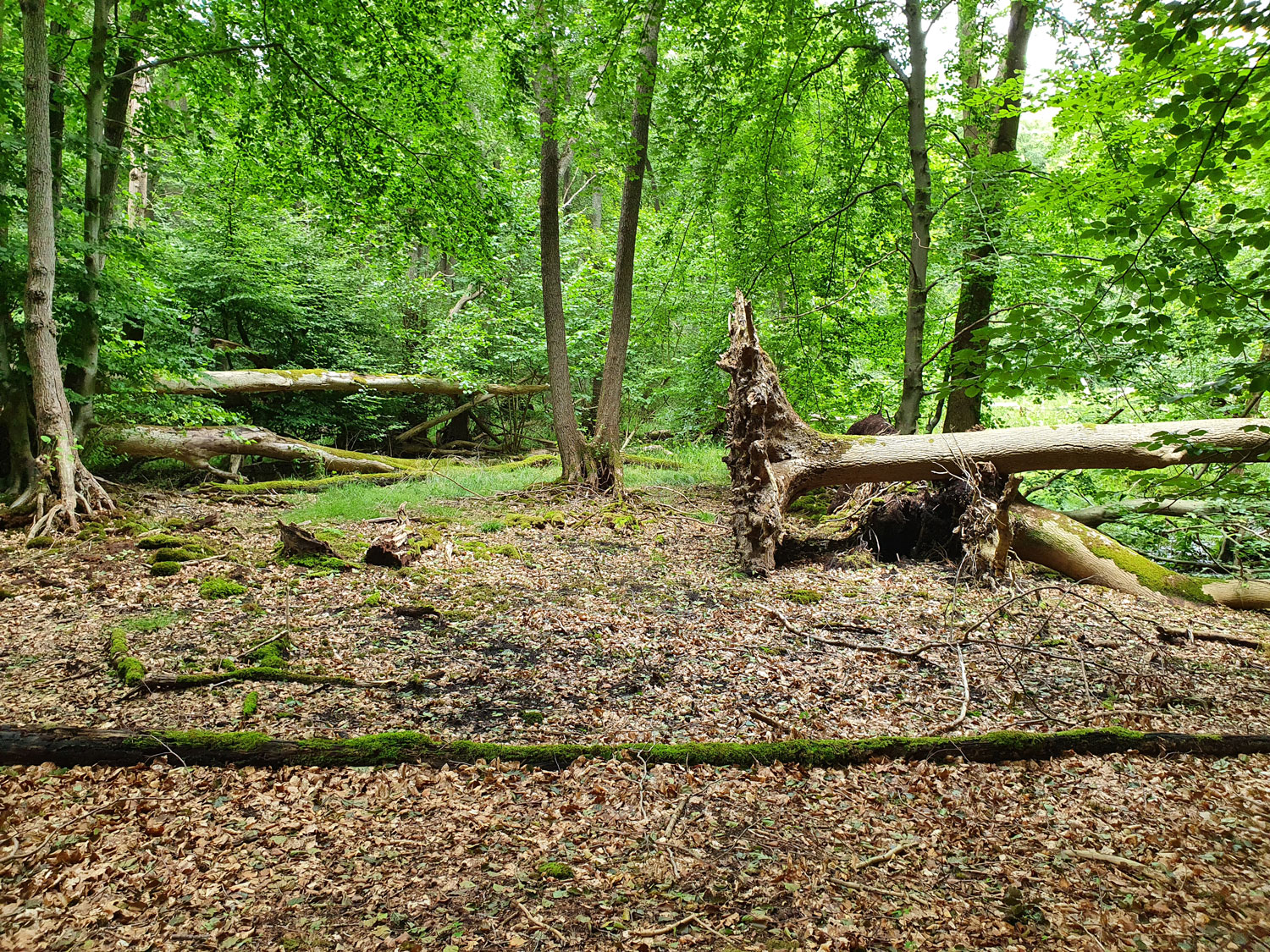 Erlenmoor in Jasmund