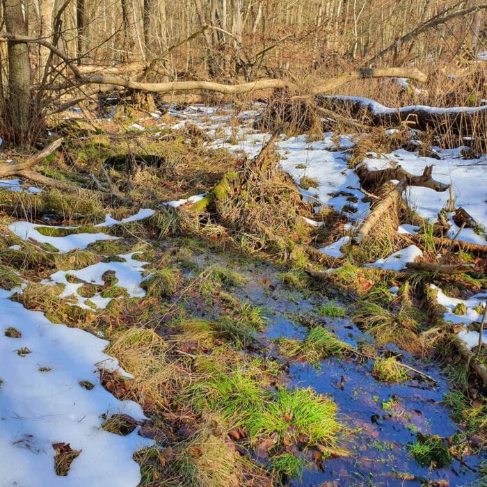 Erlenmoor Jasmund