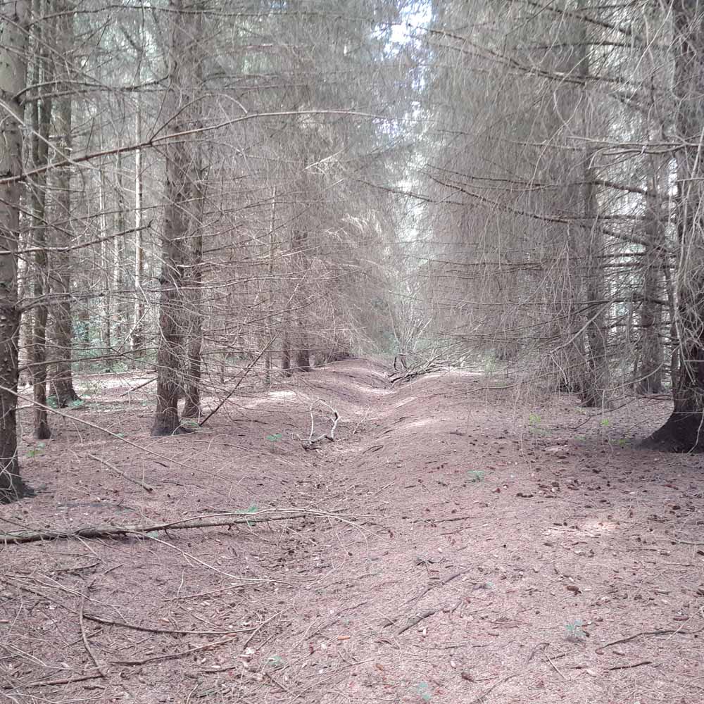 Moorwald Losten: Fichtenwald westl. des Weges mit Graben