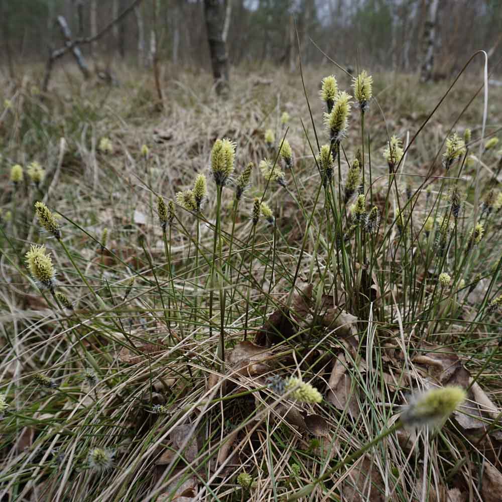 Kesselmoor am Ravensberg