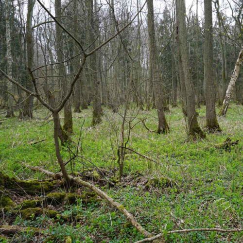 Moorwald Zarrendorf